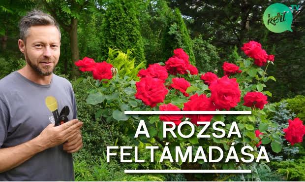 rózsa-metszese