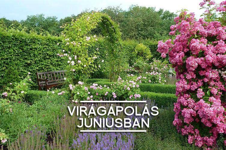 viragapolas-juniusban