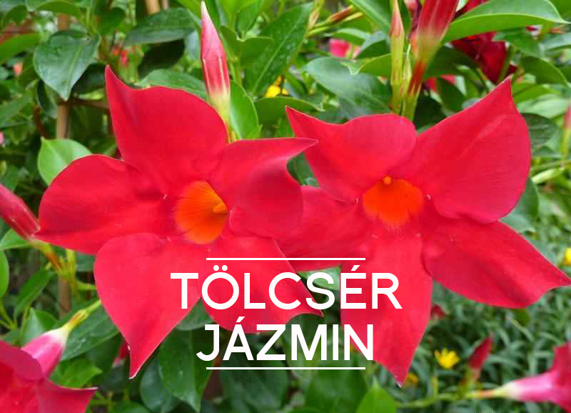jazmin