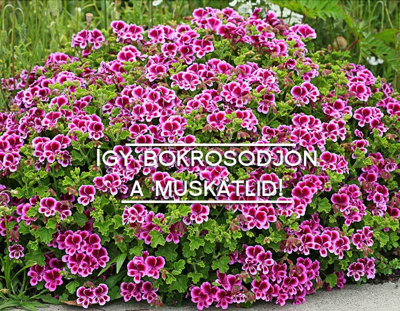 muskatli