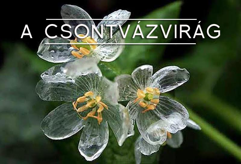 csontvazvirag