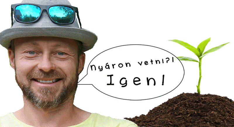 masodvetes