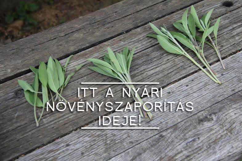 novenyszaporitas