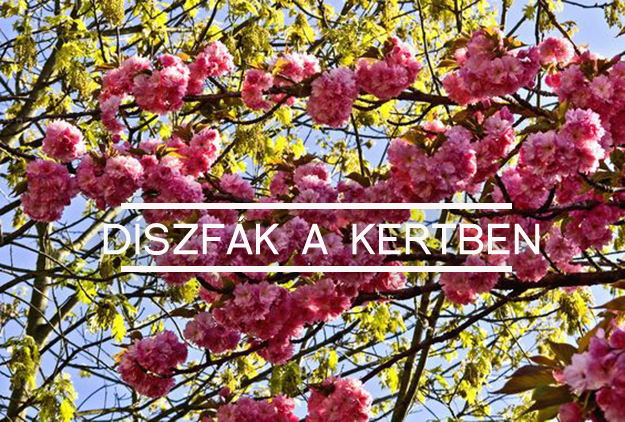 japán díszcseresznye