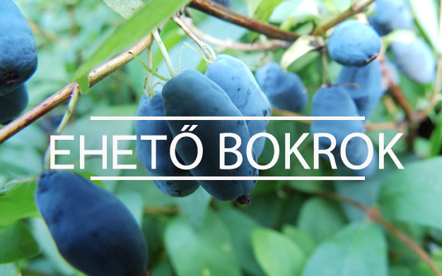 kék mézbogyó