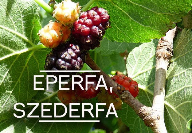 eperfa