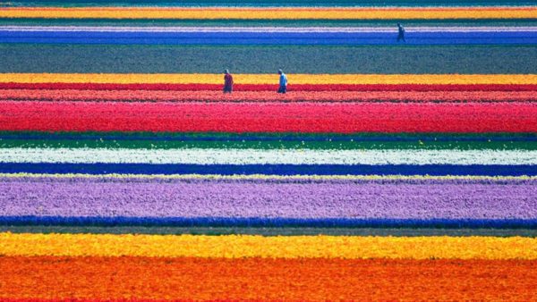 tulipánmező Hollandiában