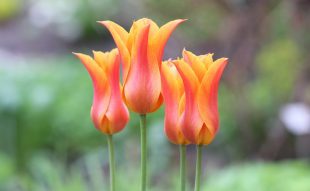 elvirágzott tulipán