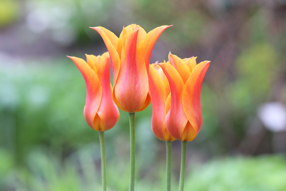 Mit tegyünk az elvirágzott tulipánnal, hogy a következő évben is szép legyen? - videó