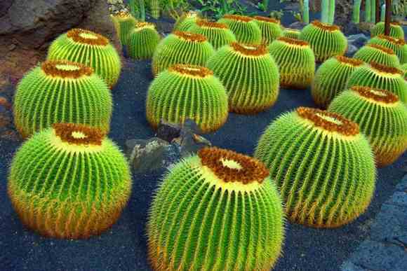 kaktusz öntözése