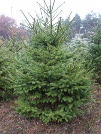 karácsonyfának szánt fenyőfa