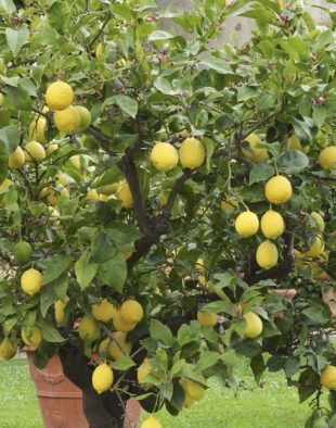 citromfa nevelése