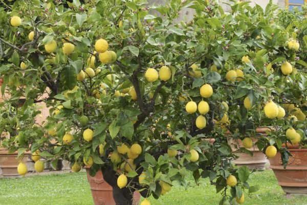 citromfa nevelése