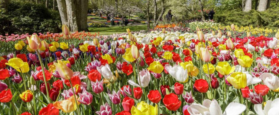 Hollandia, tulipán, virágpark, Keukenhof