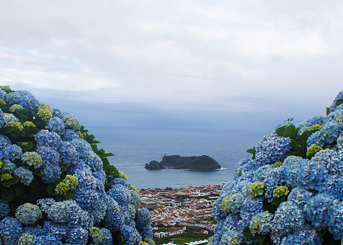 hortentia virágzás az Azori-szigeteken