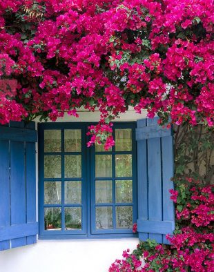 murvafürt, bougainvillea