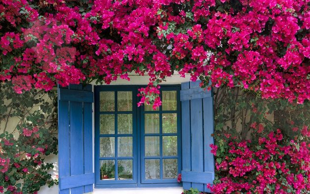 murvafürt, bougainvillea