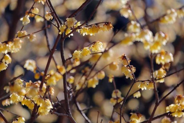 Chimonanthus praecox - cserje