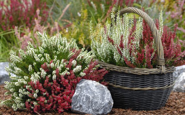 közönséges csarab