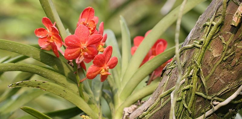 epifita orchidea