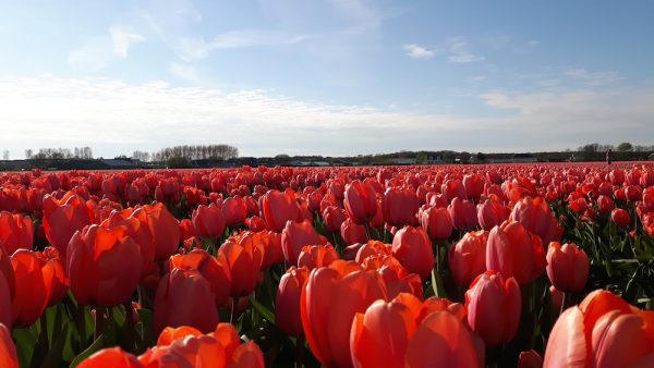 tulipánmánia