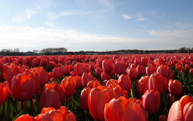 tulipánmánia