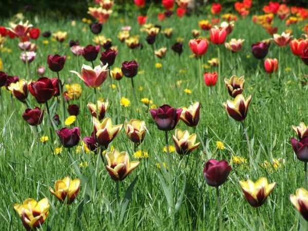 tulipános rét