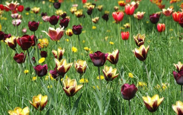 tulipános rét