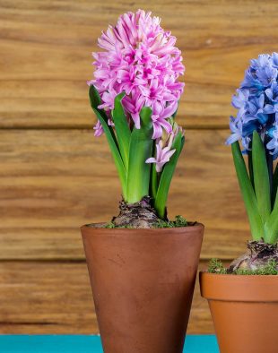 hajtatott-viragok-gondozasa