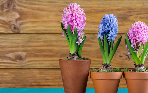 hajtatott-viragok-gondozasa