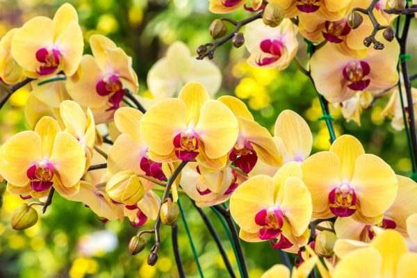 orchidea tartása