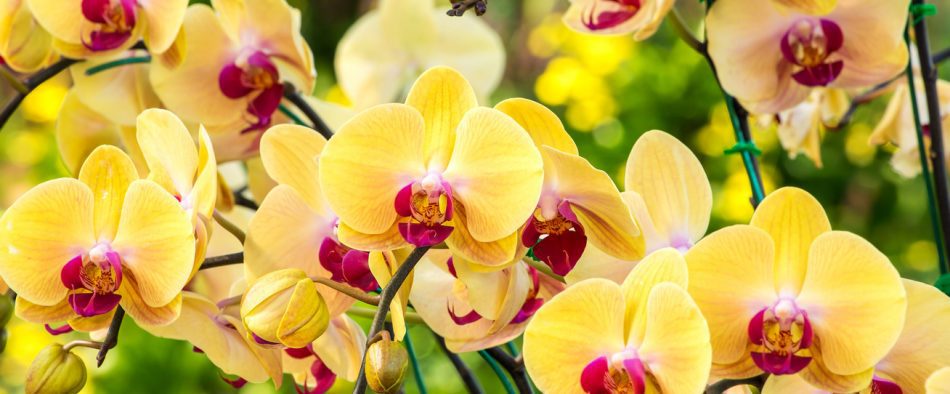 orchidea tartása