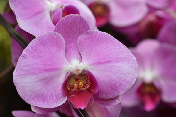 orchidea, kviz
