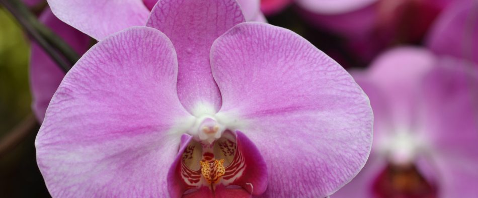 orchidea, kviz