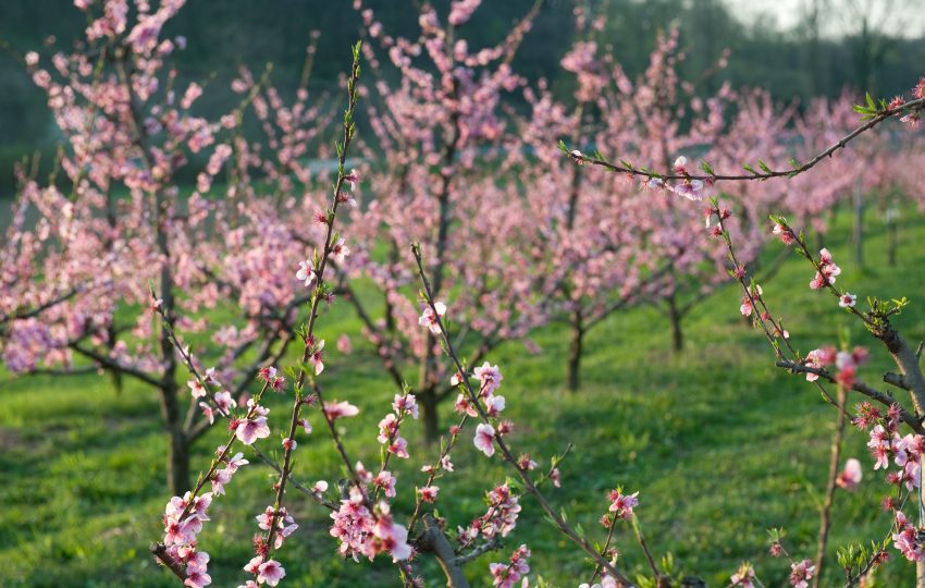 gyümölcsfa csemete metszése