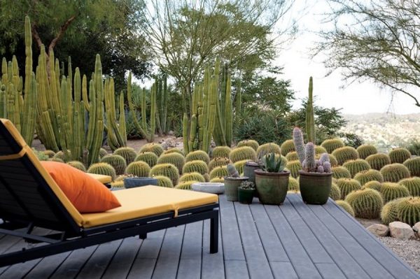 könnyen fenntartható kaktuszkert