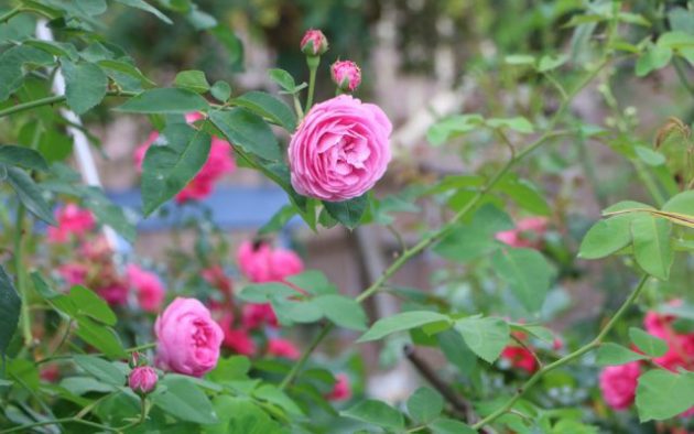 rózsák tavaszi metszése