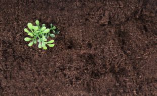 talajjavítás, kerti talaj, trágyázás, komposztálás