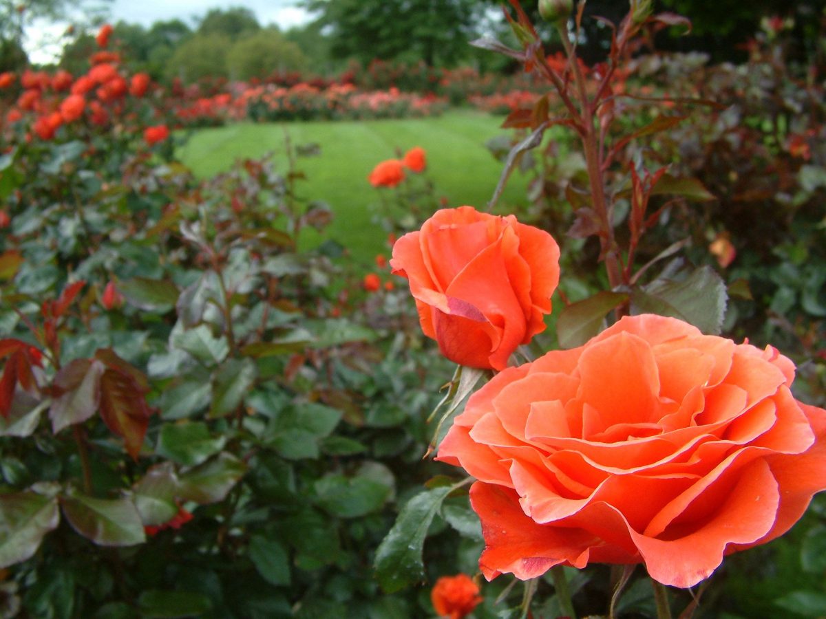 A rózsa nyári metszése. Az ötleveles szabály- videó