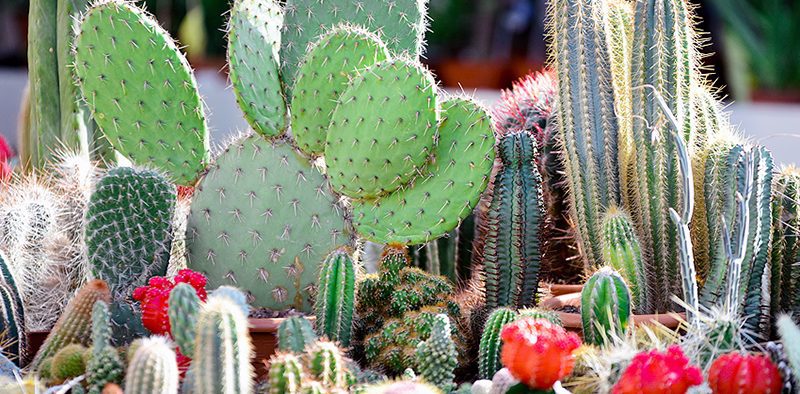 télálló kaktusz a kertben