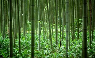 bambusz sikere