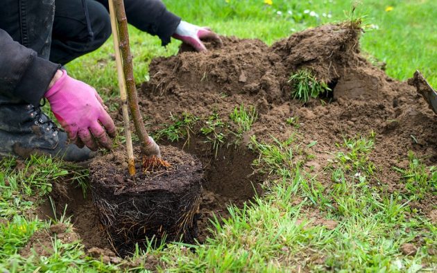 novemberi növény ültetés