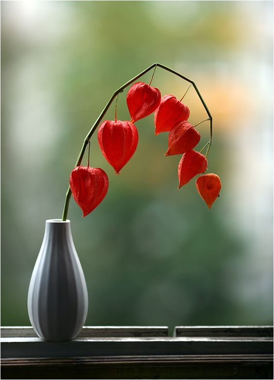 szárított lampionvirág vázában