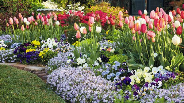 tulipán, színes virágok, kert