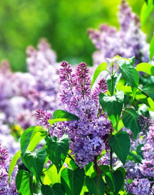 cserjék tavaszi metszése