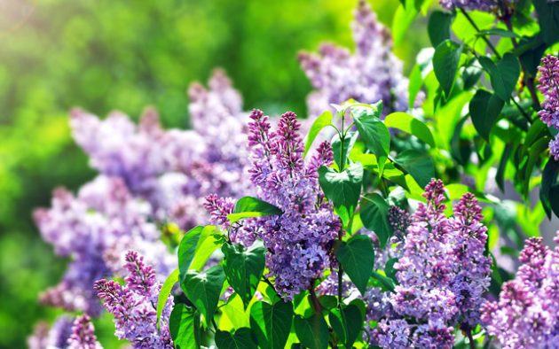 cserjék tavaszi metszése