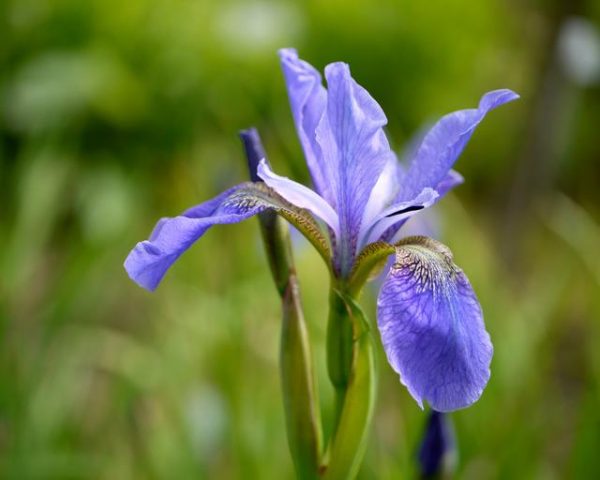 Iris sibirica, szibériai nőszirom
