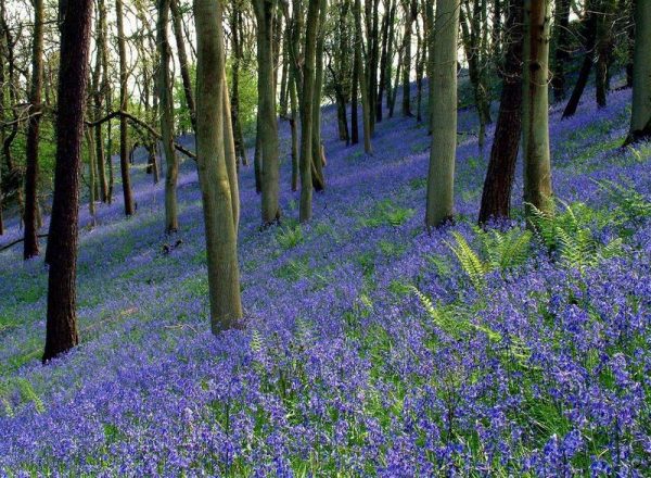 angol kékcsengő, Anglia, erdő