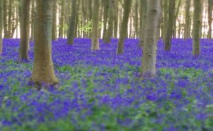 angol kékcsengő virágzás
