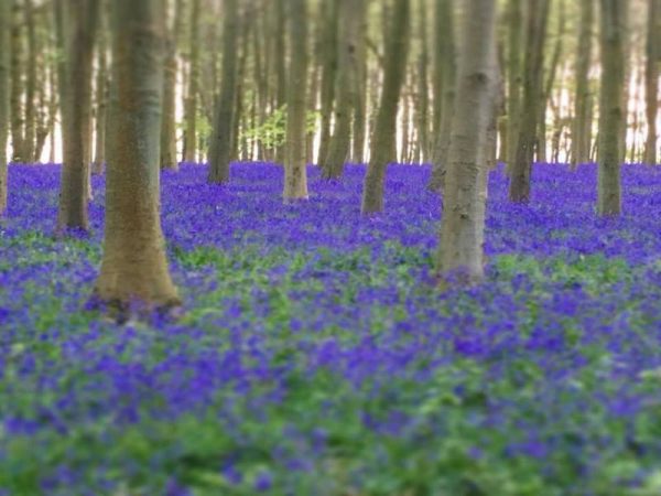 angol kékcsengő virágzás